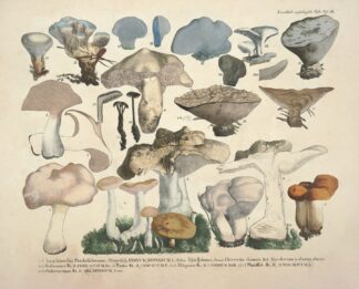 Naturgetreue Abblidungen und Beschreibungen der essbaren, schädlichen und verdächtigen Schwämme Pl.50 by J. V. Krombholz