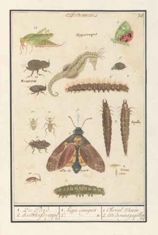 Natuurhistorische ensemble by Anselmus Boëtius de Boodt