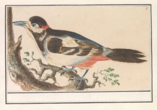 Onbekende vogel. by Anselmus Boëtius de Boodt