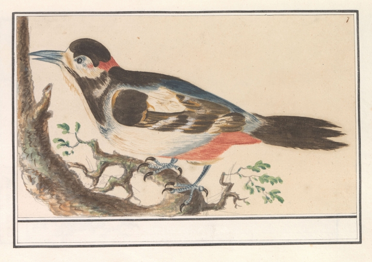 Onbekende vogel. by Anselmus Boëtius de Boodt