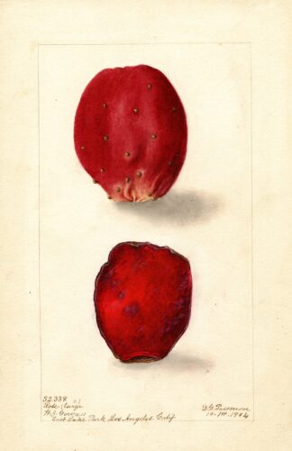 Opuntia: Rose Prickly Pear by Deborah Griscom Passmore