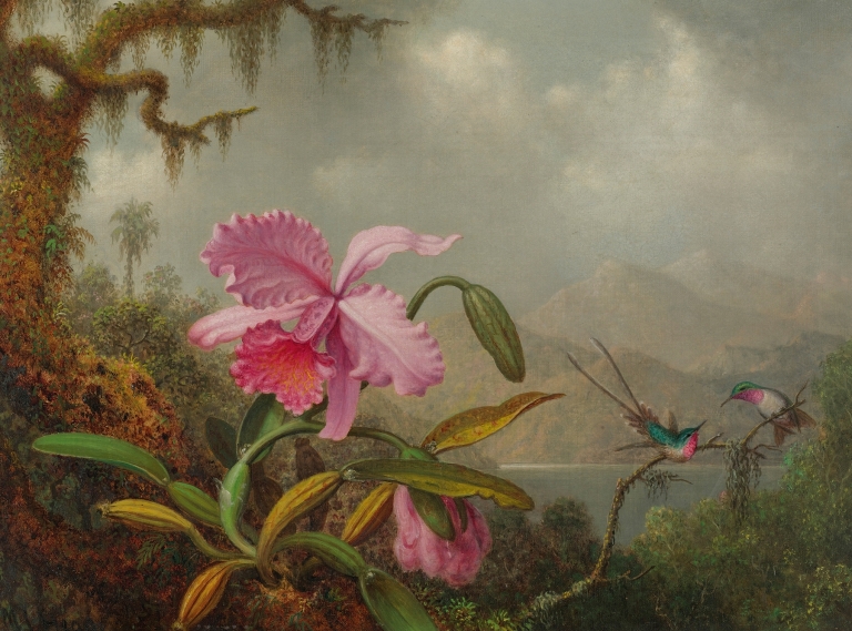 Orchids And Hummingbirds by Martin Johnson Heade