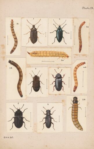 Original hand painted plate for New Zealand Beetles [Plate IX] by George Hudson