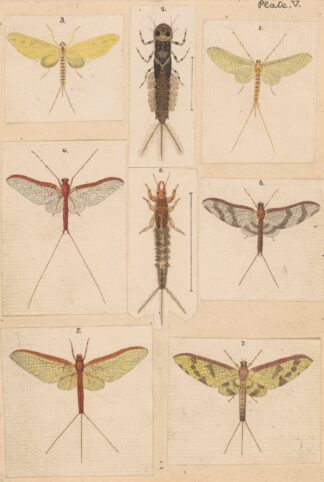 Original hand painted plate for New Zealand Neuroptera [Plate V] by George Hudson