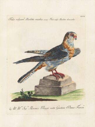 Ornithologia methodice digesta Pl.047 by Saverio Manetti