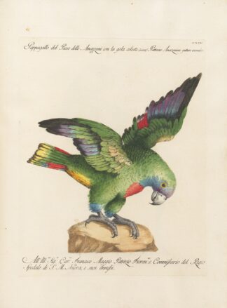 Ornithologia methodice digesta Pl.114 by Saverio Manetti