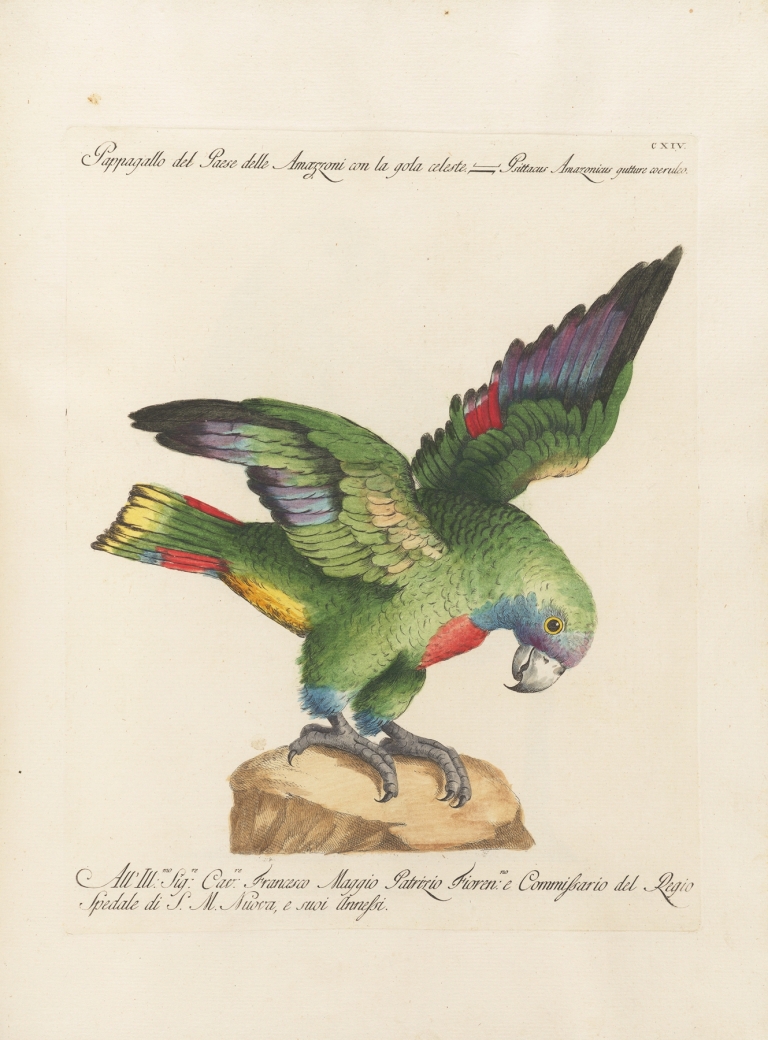 Ornithologia methodice digesta Pl.114 by Saverio Manetti
