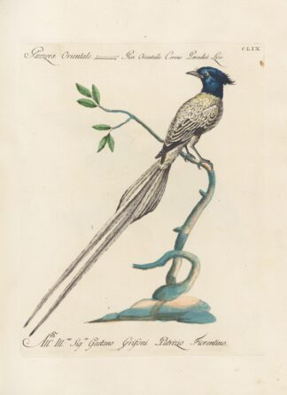 Ornithologia methodice digesta Pl.154 by Saverio Manetti