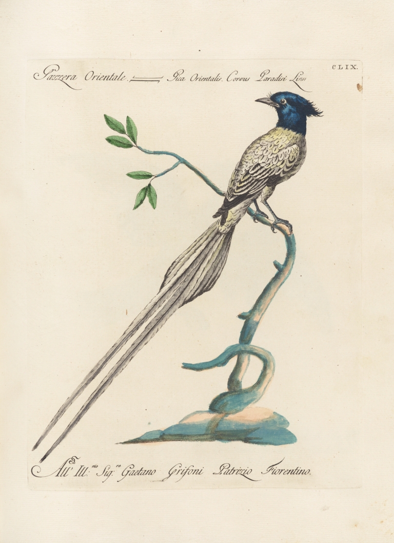 Ornithologia methodice digesta Pl.154 by Saverio Manetti