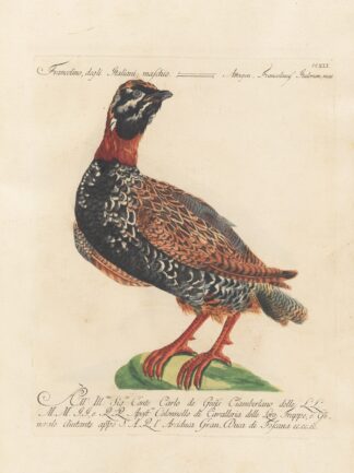 Ornithologia methodice digesta Pl.223 by Saverio Manetti