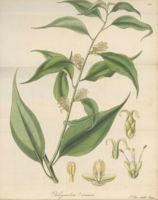 Pachysandra coriacea by William Jackson Hooker