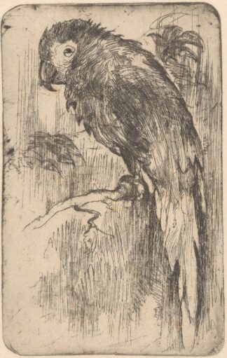 Papegaai op een tak by Willem Adrianus Grondhout
