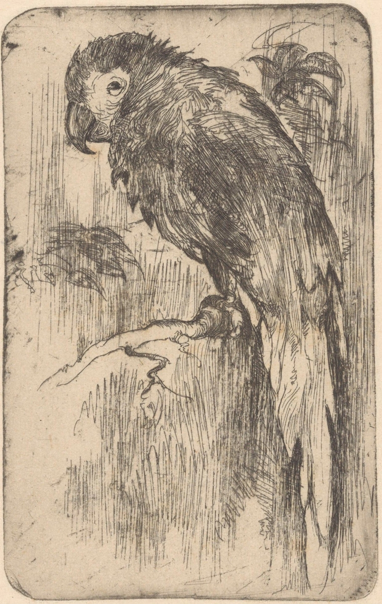 Papegaai op een tak by Willem Adrianus Grondhout