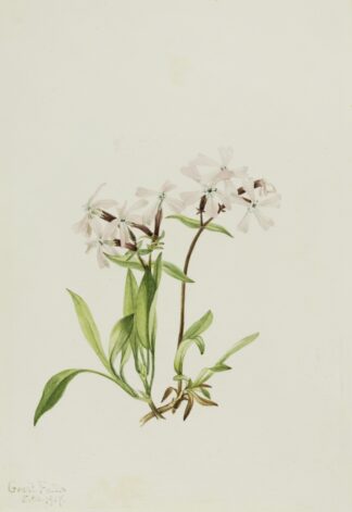Peatpink by Mary Vaux Walcott