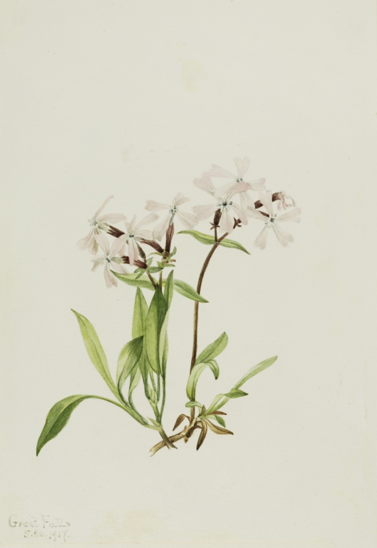 Peatpink by Mary Vaux Walcott