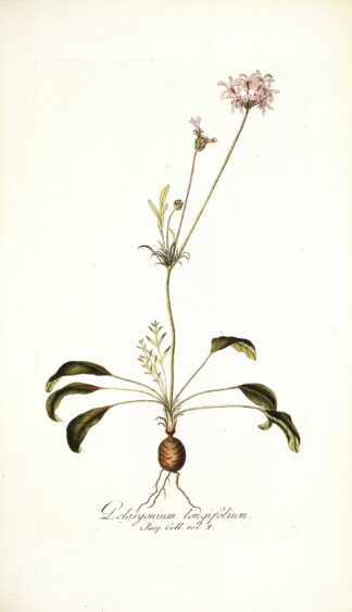 Pelargonium longifolium by Nikolaus Joseph Freiherr von Jacquin