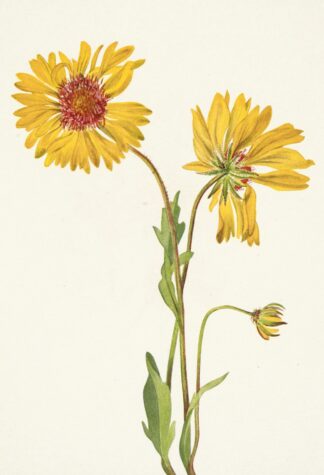 Perennial Gaillardia. Gaillardia aristata by Mary Vaux Walcott