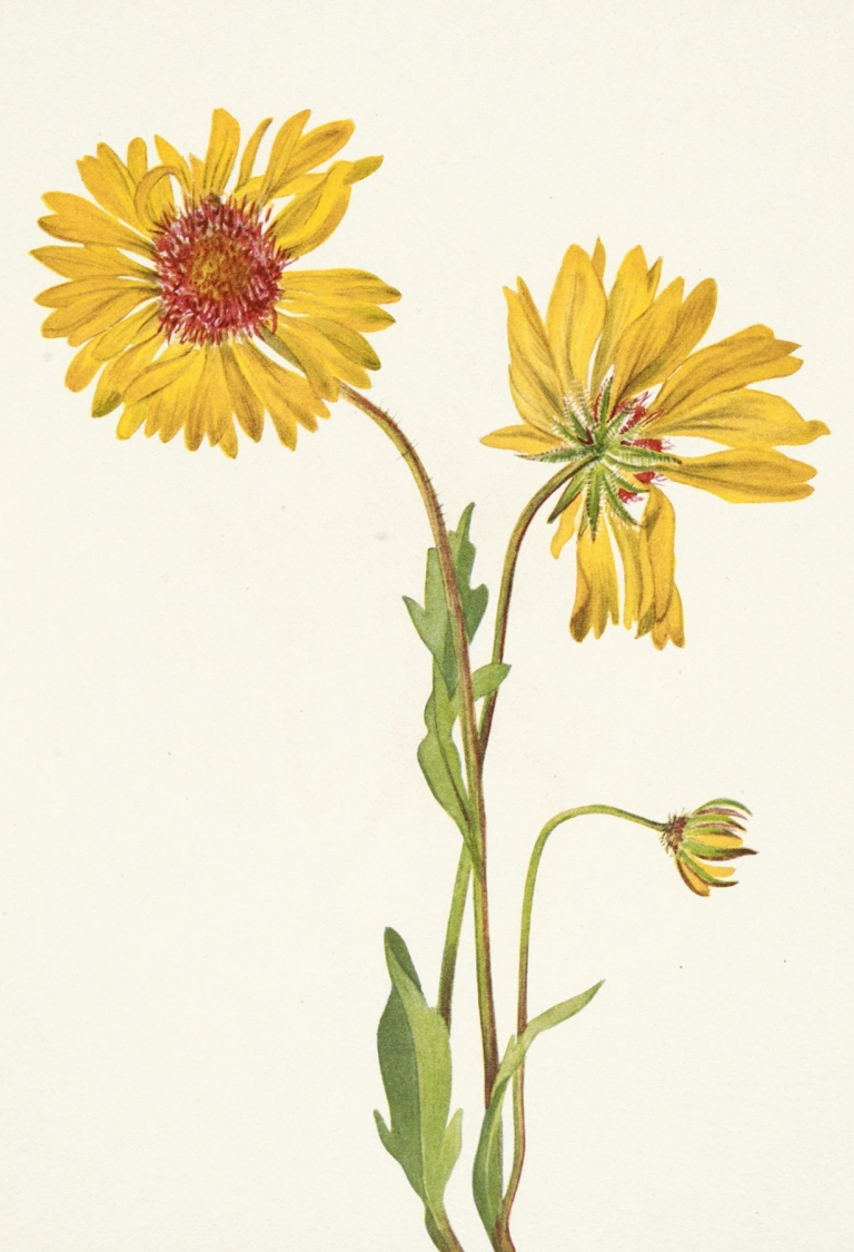Perennial Gaillardia. Gaillardia aristata by Mary Vaux Walcott
