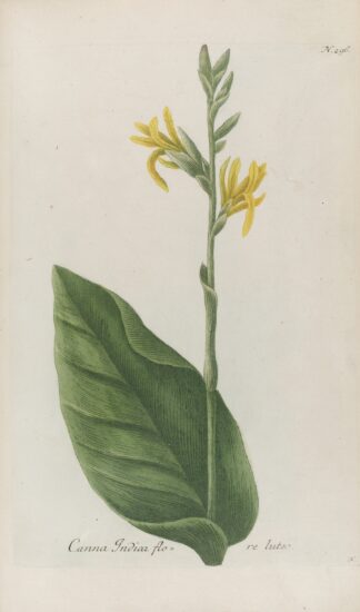 Phytanthoza iconographia Pl.019 by Johann Wilhelm Weinmann