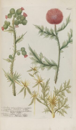 Phytanthoza iconographia Pl.039 by Johann Wilhelm Weinmann