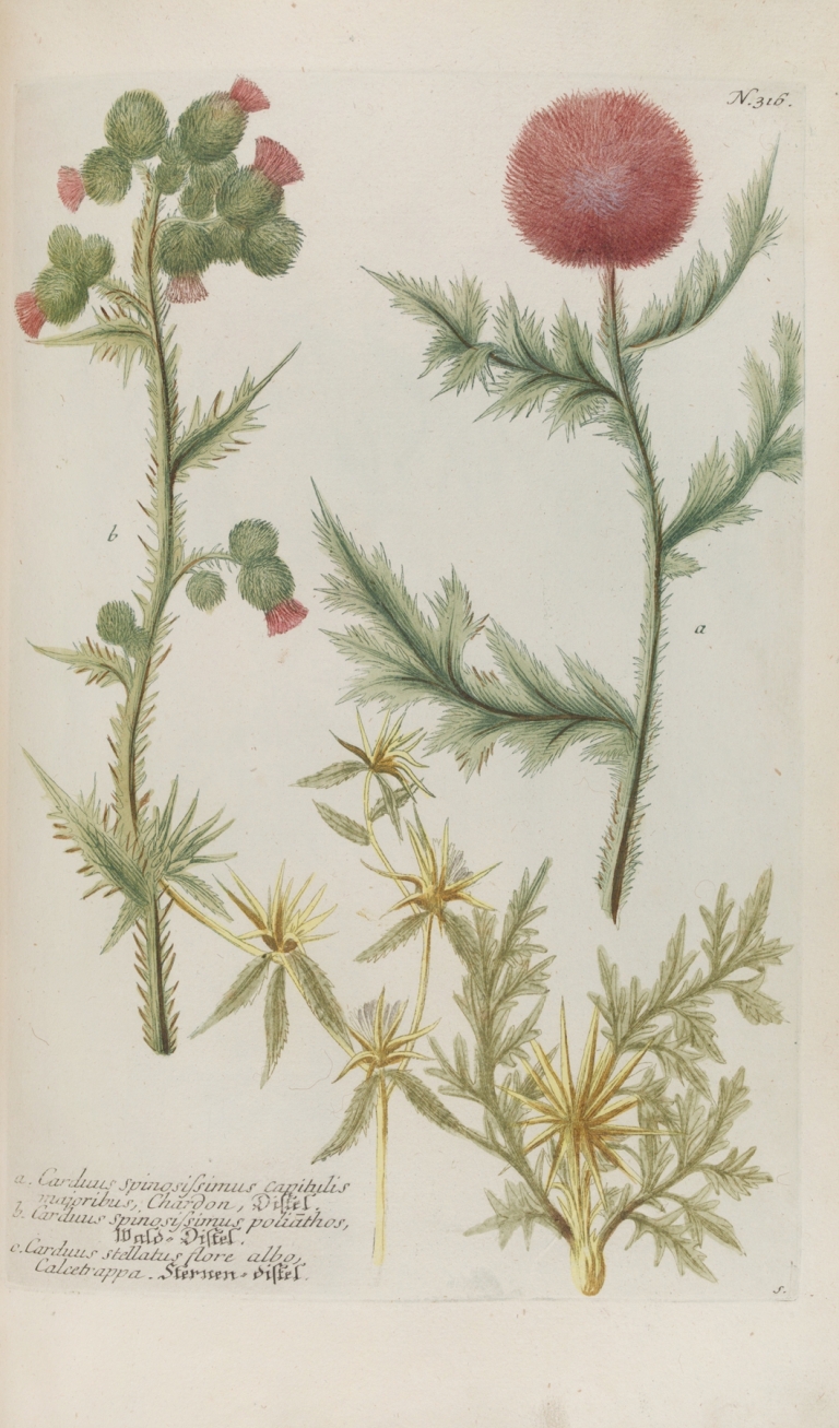 Phytanthoza iconographia Pl.039 by Johann Wilhelm Weinmann