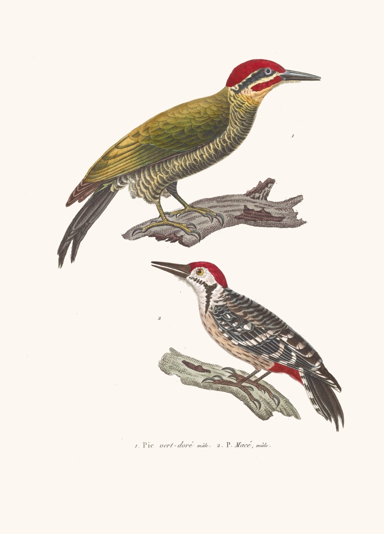 Pic Vert-Doré Ou Azara by Coenraad Jacob Temminck