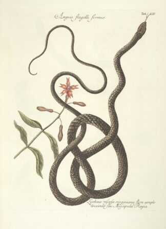 Piscium, serpentum, insectorum, aliorumque nonnullorum animalum nec non plantarum quarundam imagines Pl.054 by Mark Catesby