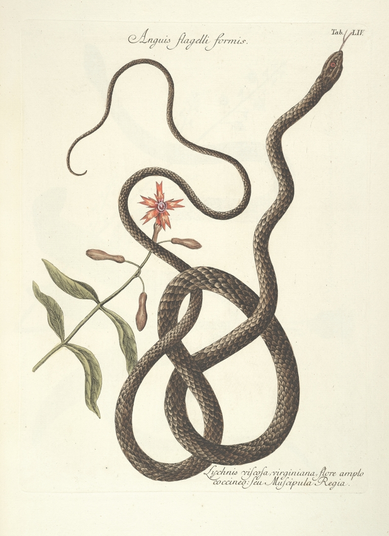 Piscium, serpentum, insectorum, aliorumque nonnullorum animalum nec non plantarum quarundam imagines Pl.054 by Mark Catesby