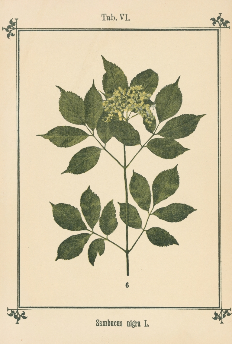 Plant-atlas to ‘My water-cure’ Pl.26 by Sebastian Kneipp
