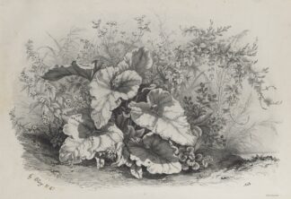 Plant Study from Group of Various Plants Drawn and Lithographed after Nature by Eugene Blery
