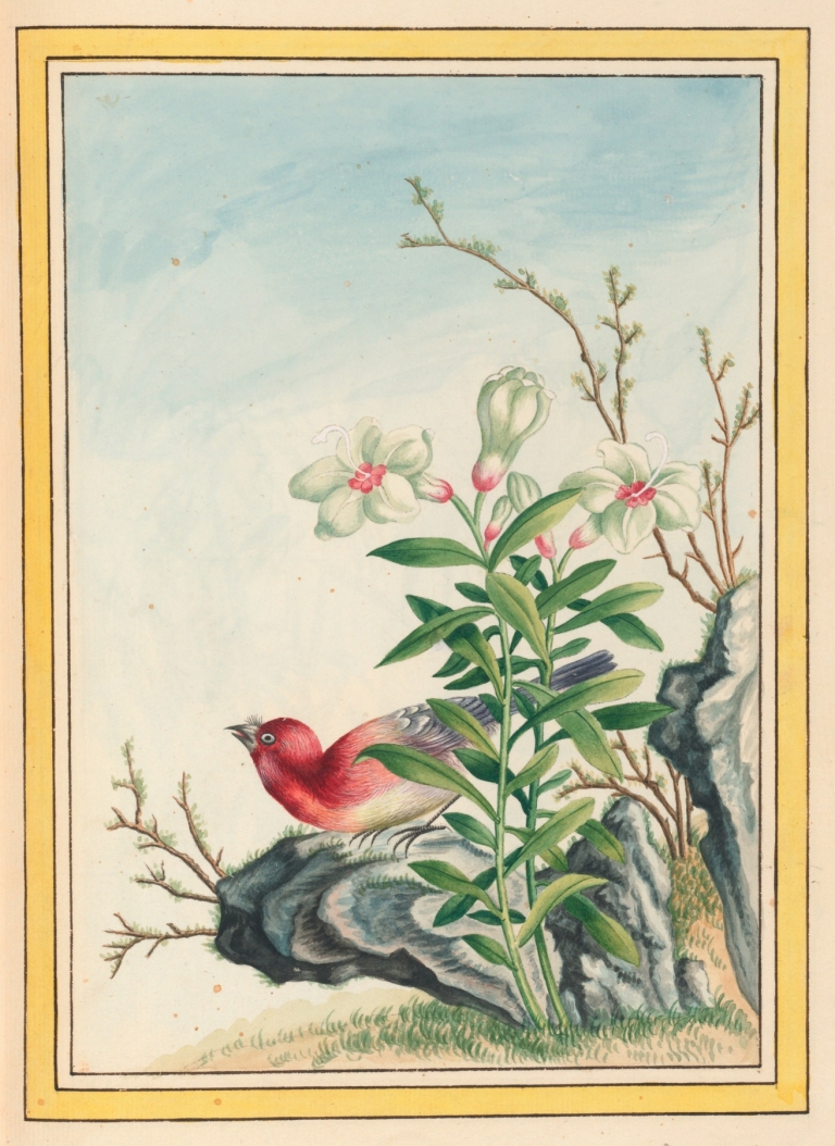 Plantes de Chine Pl.038 by Pierre Joseph Buchoz