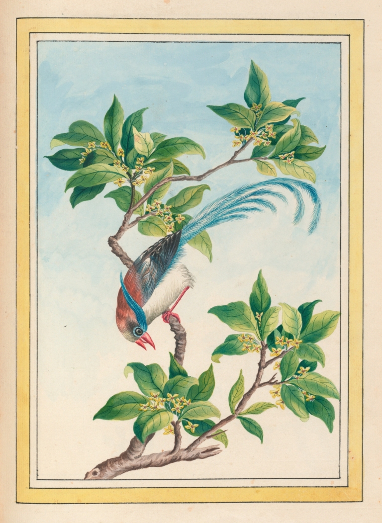 Plantes de Chine Pl.067 by Pierre Joseph Buchoz