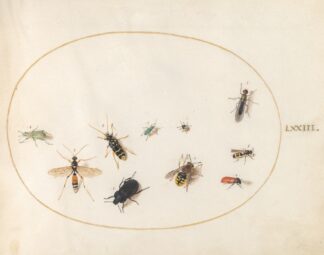 Plate 73; Ten Insects by Joris Hoefnagel