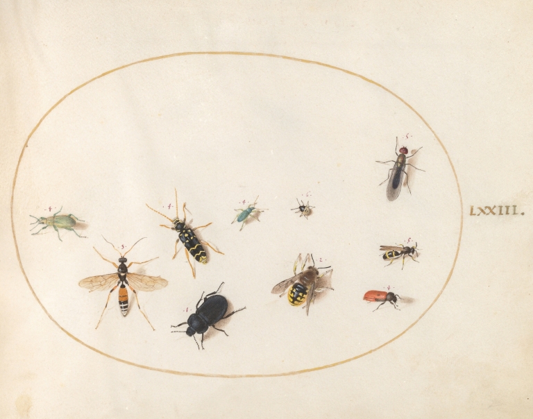 Plate 73; Ten Insects by Joris Hoefnagel