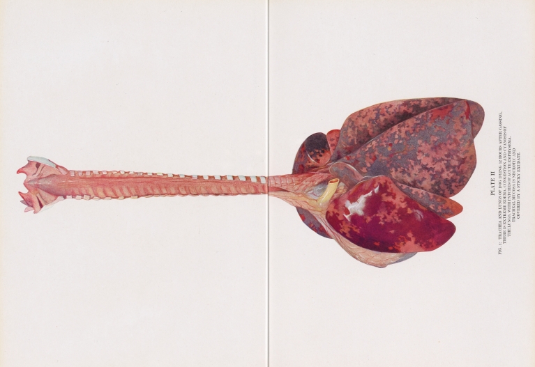 Plate II by Milton C. Winternitz