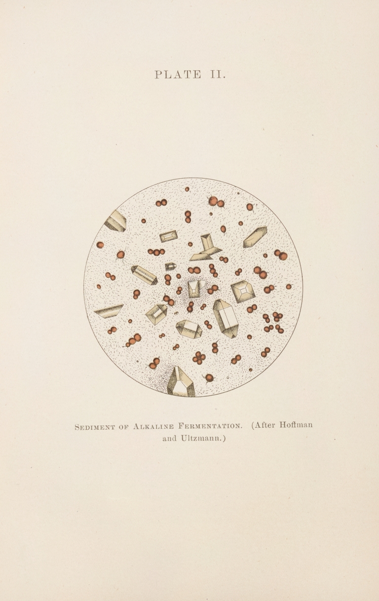 Plate II: Sediment of Alkaline Fermentation by Charles Wesley Purdy
