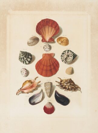 Plate IV, from ‘Choix de Coquillages et de Crustacés’ by Franz Michael Regenfuss