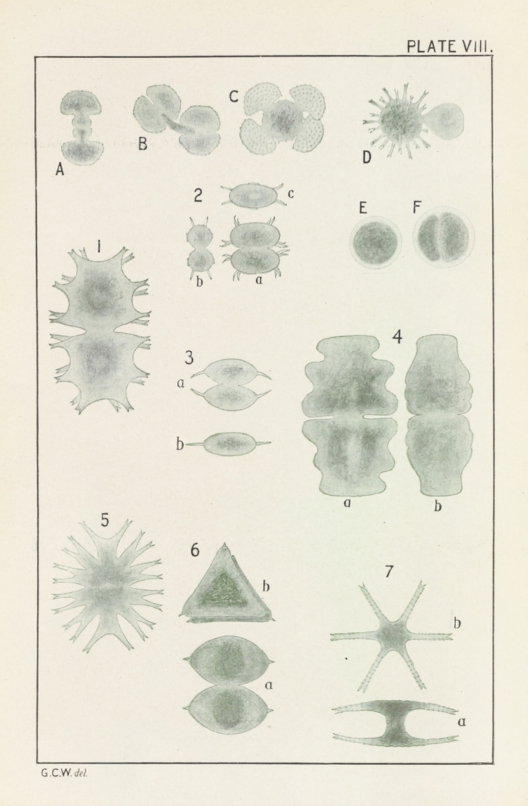 Plate VIII: Chlorophyceæ by George Chandler Whipple