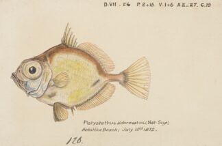Platystethus abbrevatus by Frank Edward Clarke
