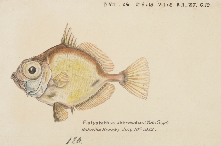 Platystethus abbrevatus by Frank Edward Clarke