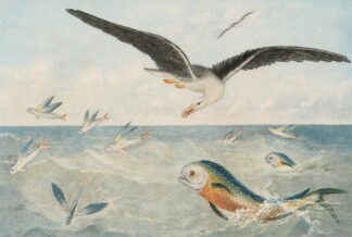 Poisson volants, Dorades, Albatros by Alfred Frédol
