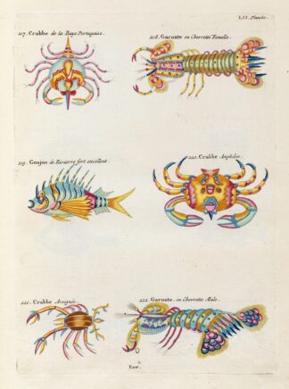 Poissons, ecrevisses et crabes, de diverses couleurs et figures extraordinaires.. Pl.095 by Louis Renard