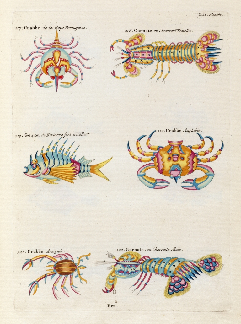 Poissons, ecrevisses et crabes, de diverses couleurs et figures extraordinaires.. Pl.095 by Louis Renard