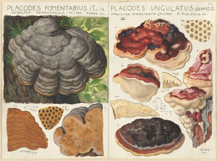 Polystictus fomentarius, Placodes ungulatus by Hans Walty