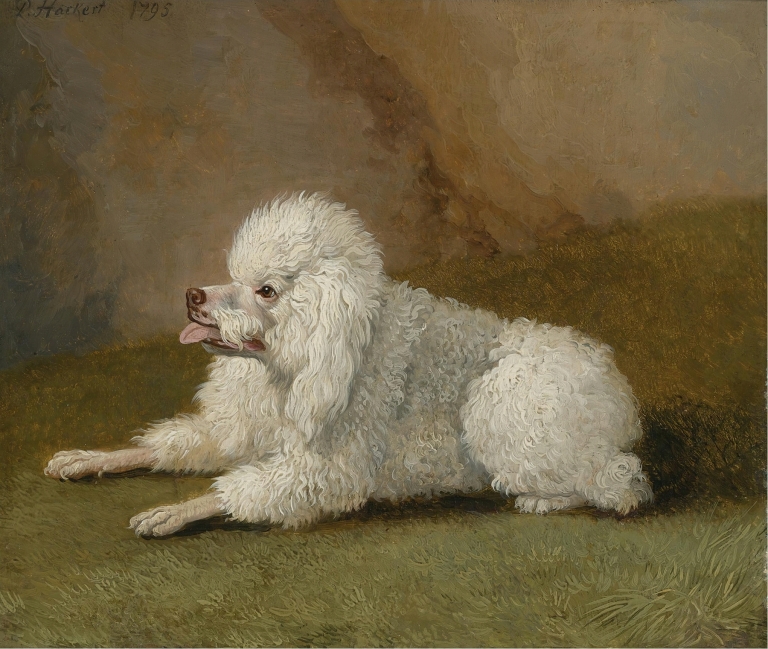 Porträt Eines Pudels by Jakob Philipp Hackert