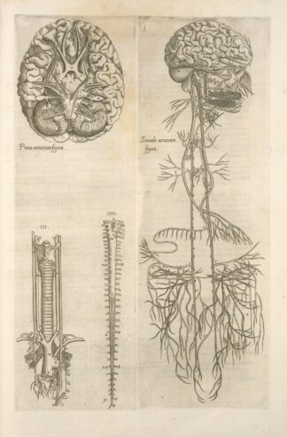 Prima neruorum figura — Secunda neruorum figura. [Brain and cranial nerves] by Thomas Geminus