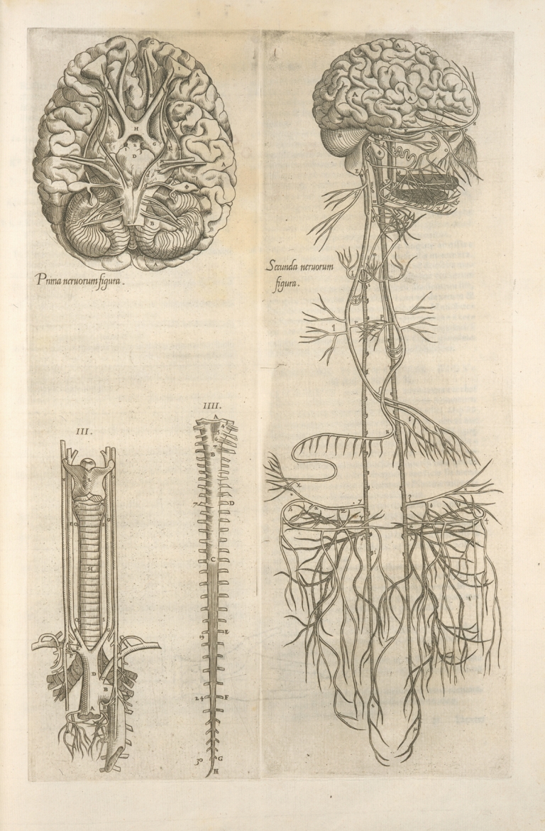 Prima neruorum figura — Secunda neruorum figura. [Brain and cranial nerves] by Thomas Geminus
