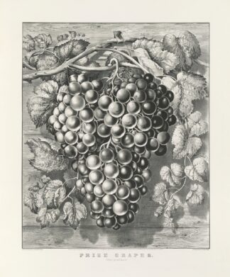 Prize grapes; a four pound bunch by Currier & Ives.