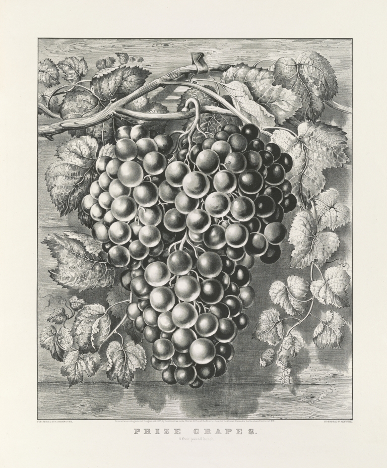Prize grapes; a four pound bunch by Currier & Ives.