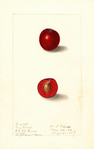 Prunus domestica: Free Silver by Ellen Isham Schutt